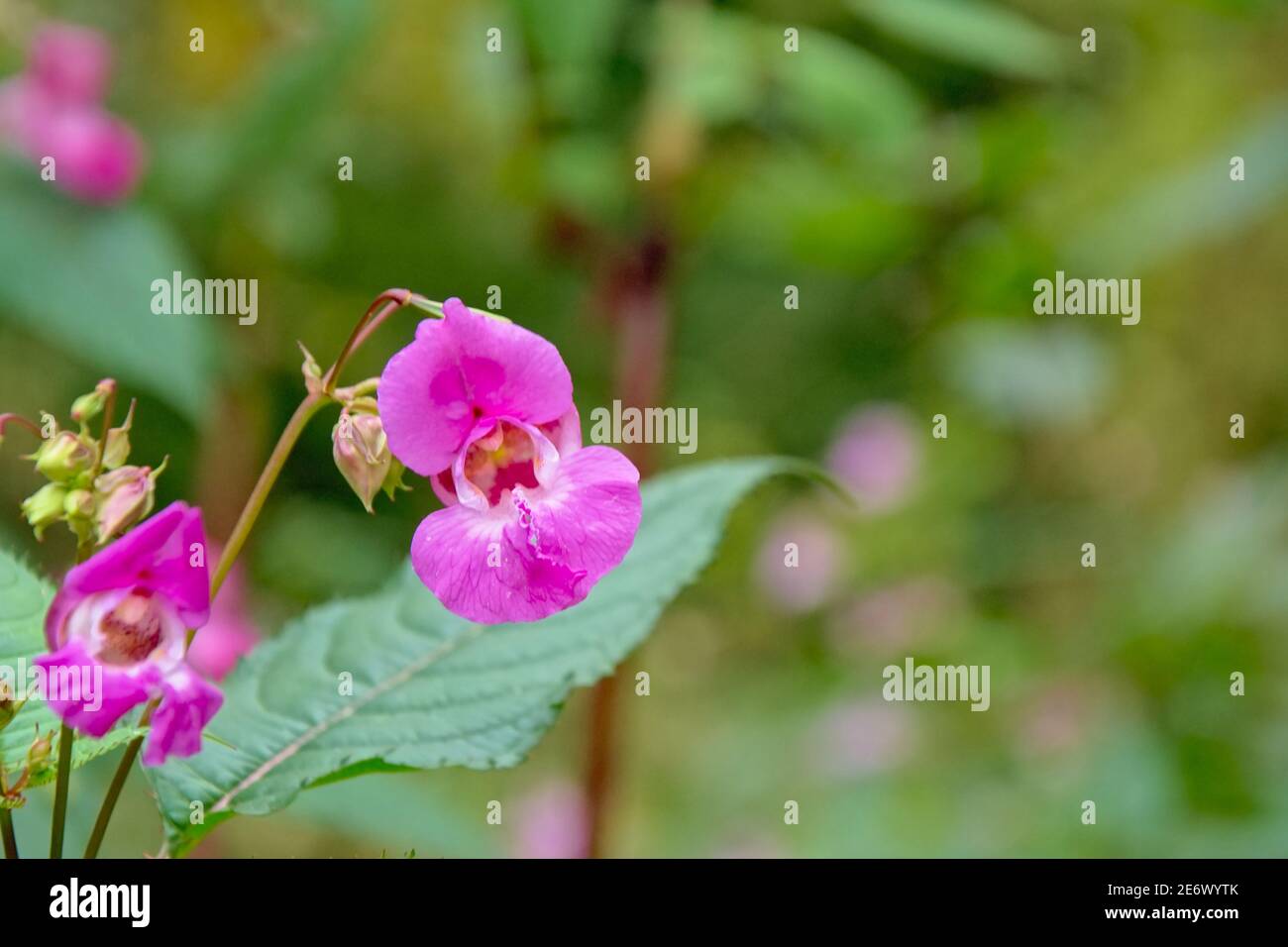 Leuchtend rosa Himalaya Balsam Blume - Impatiens glandurifera Stockfoto