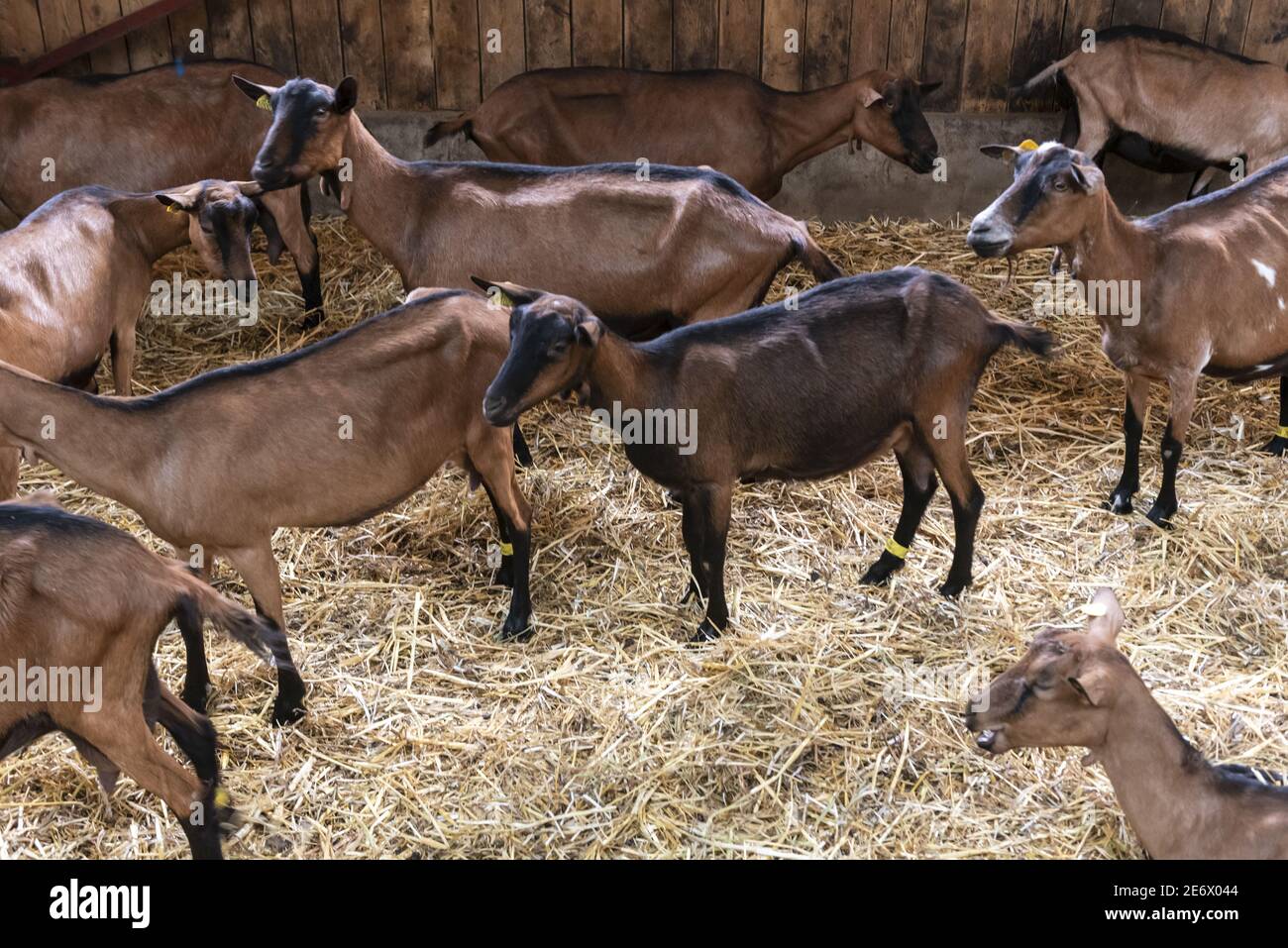 Frankreich, Saone et Loire, Givry, Russilly, GAEC La chevre de Russilly, Herstellung von Ziegenkäse auf dem Bauernhof, Ziegenfarm Stockfoto