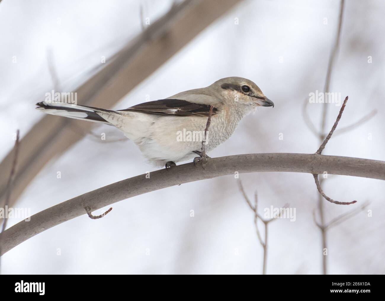 Seitenansicht Nahaufnahme des Nördlichen Würgervogels am Baum Zweig im Winter Stockfoto