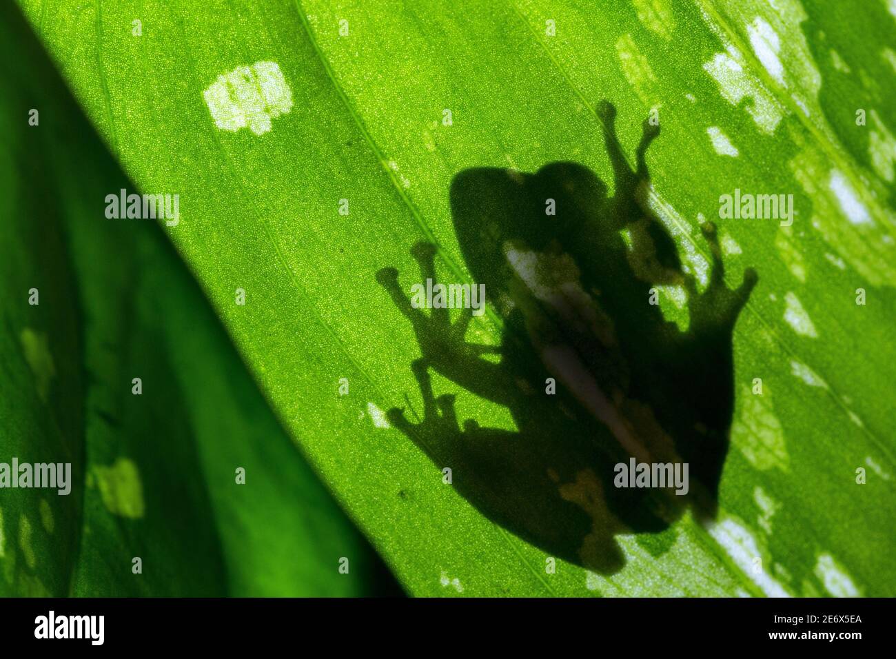 Madagaskar, Melaky Region, Tsingy de Bemaraha Nationalpark, Tsingy de Bemaraha integral Naturschutzgebiet, UNESCO-Weltkulturerbe, Frosch Stockfoto
