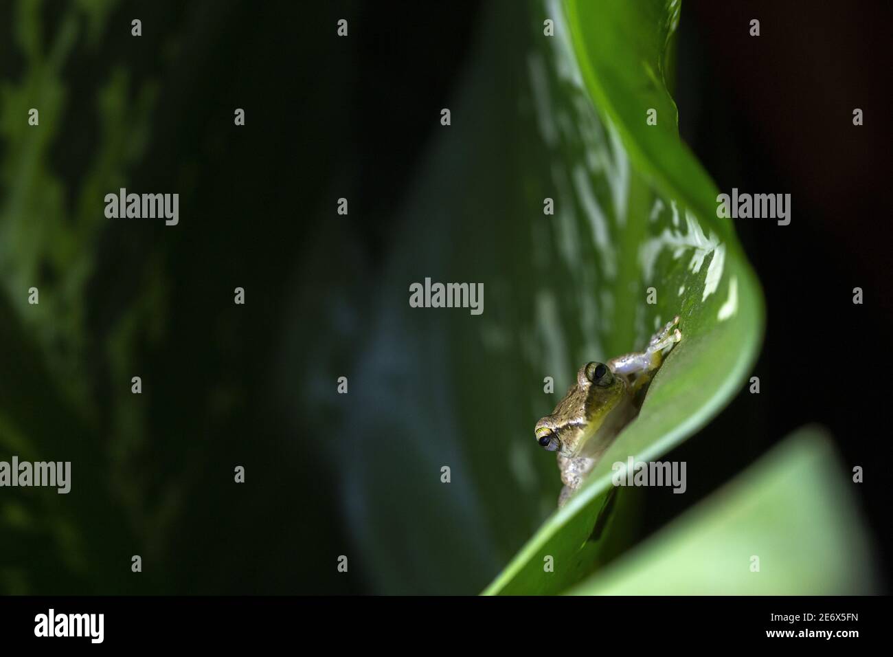 Madagaskar, Melaky Region, Tsingy de Bemaraha Nationalpark, Tsingy de Bemaraha integral Naturschutzgebiet, UNESCO-Weltkulturerbe, Frosch Stockfoto