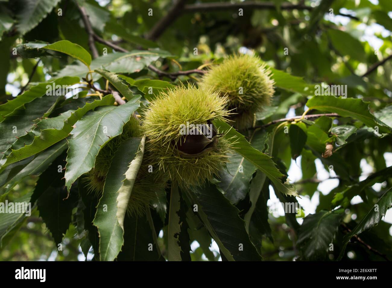 Offene Kastanienlocken Fotos Und Bildmaterial In Hoher Aufl sung Alamy offene-kastanienlocken-fotos-und-bildmaterial-in-hoher-aufl-sung-alamy
