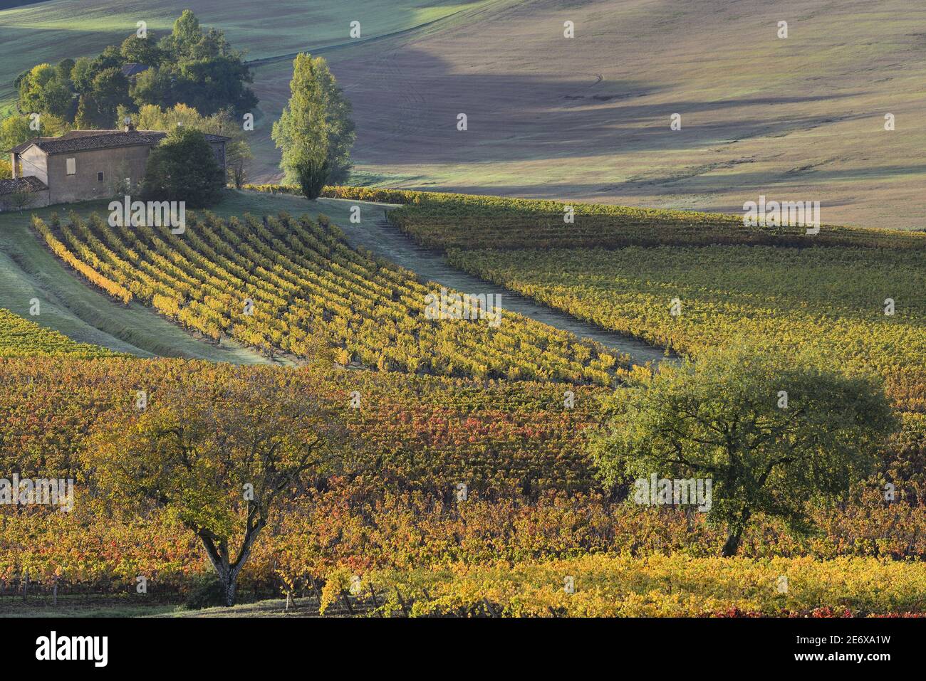 Frankreich, Tarn, Lisle sur Tarn, Gaillac Weinberg im Herbst Stockfoto