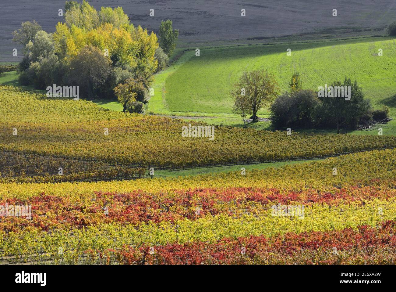 Frankreich, Tarn, Lisle sur Tarn, Gaillac Weinberg im Herbst Stockfoto