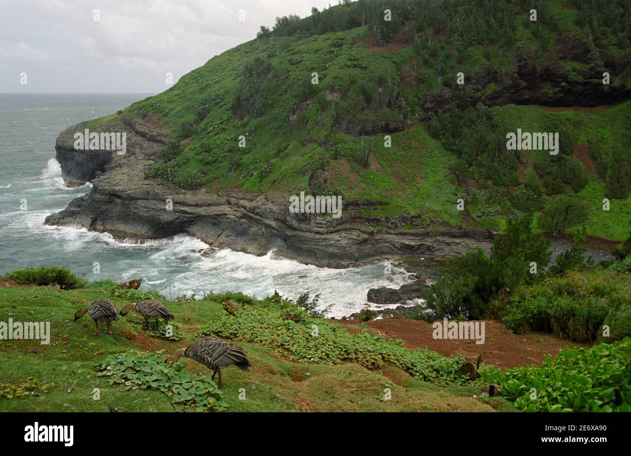 Nene, Hawaiian Goose, Branta sandvicensis, Kilauea Point Vogelschutzgebiet, Kauai, HI 030420_013 Stockfoto