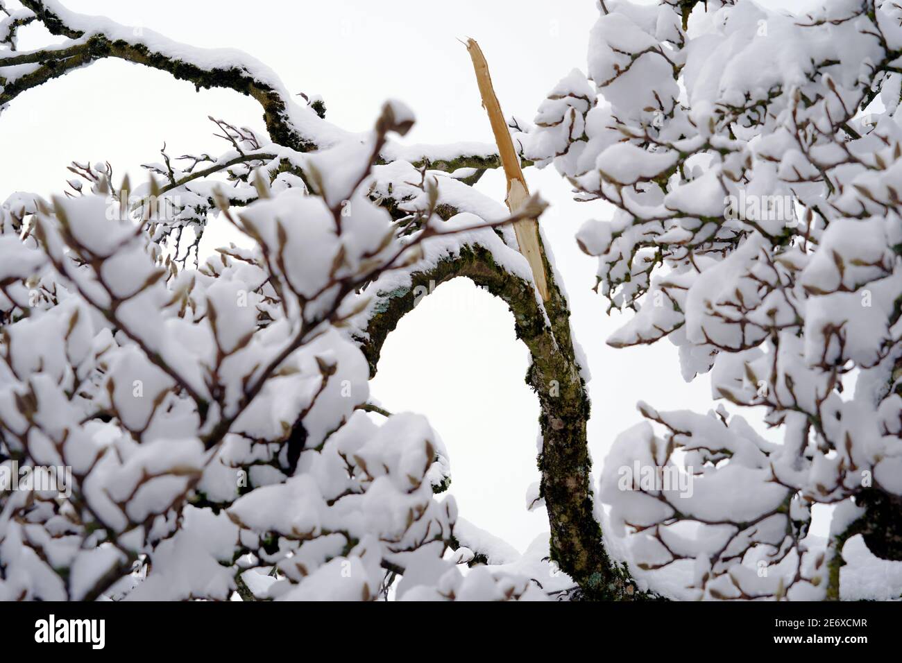 Zweig des Magnolienbaumes im Winter. Es ist wegen des Schnees gebrochen, der stark auf innen wiegt. Ein Beispiel für einen extremen Schneefall in der Schweiz im Jahr 2021. Stockfoto