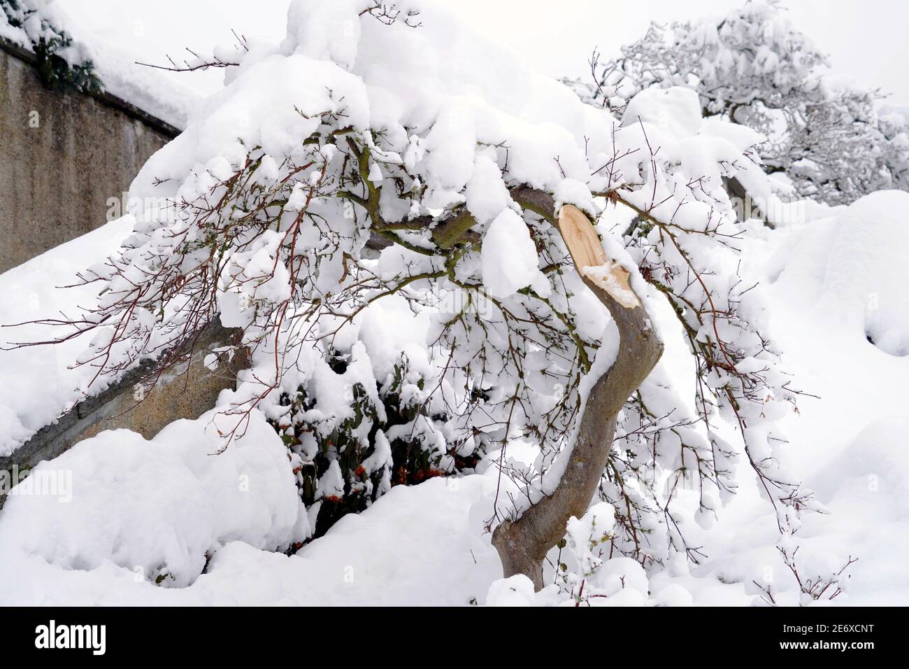 Der Zweig des dekorativen Baumes im Winter. Es ist wegen des Schnees gebrochen, der stark auf innen wiegt. Ein Beispiel für einen extremen Schneefall in der Schweiz im Jahr 2021. Stockfoto
