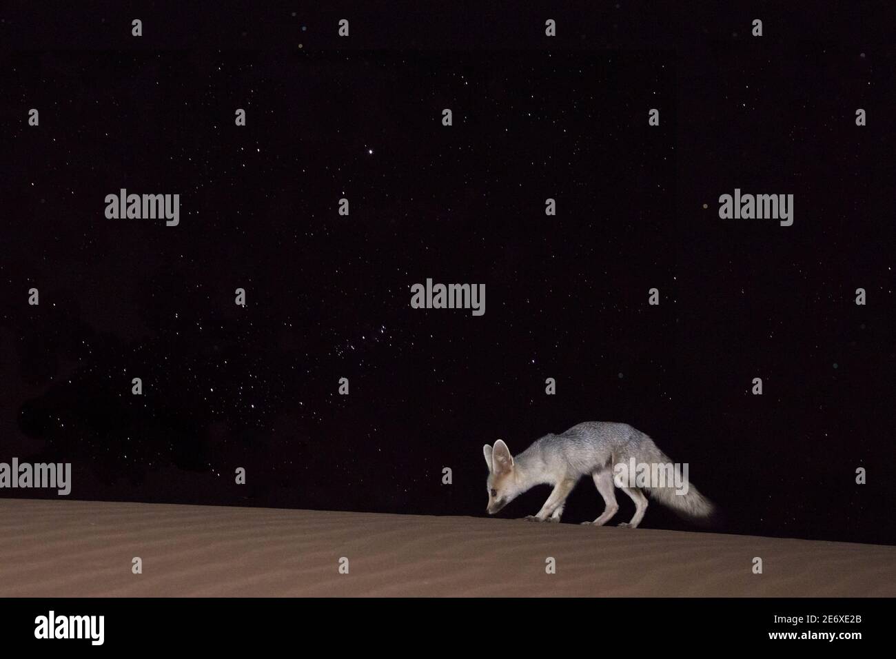Namibia, Namib Desert, NamibRand Reserve, Cape Fox, Vulpes chama, Sternennacht Stockfoto