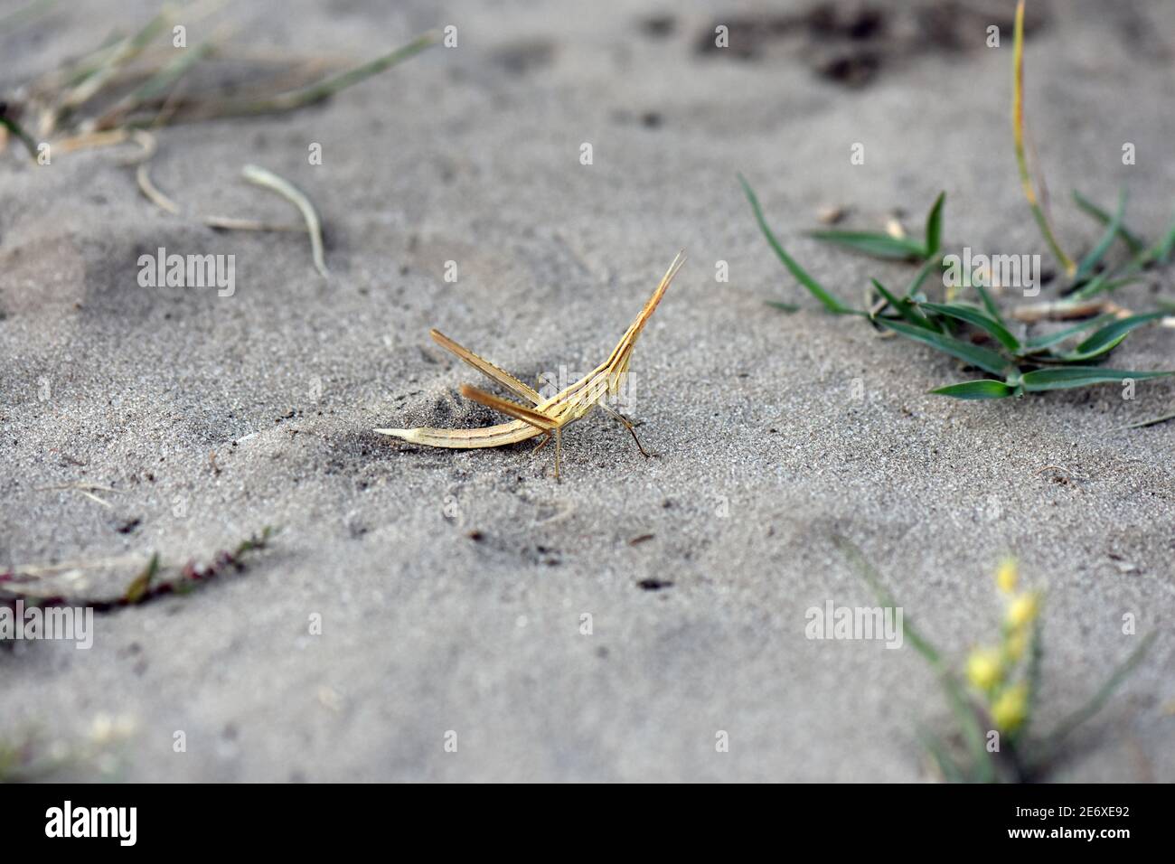 Insekten auf der Pflanze Stockfoto