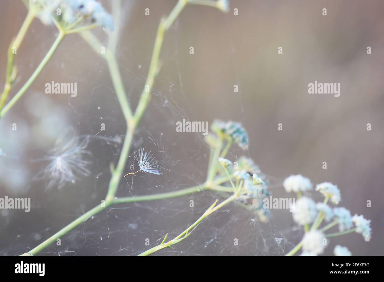 Insekten auf der Pflanze Stockfoto