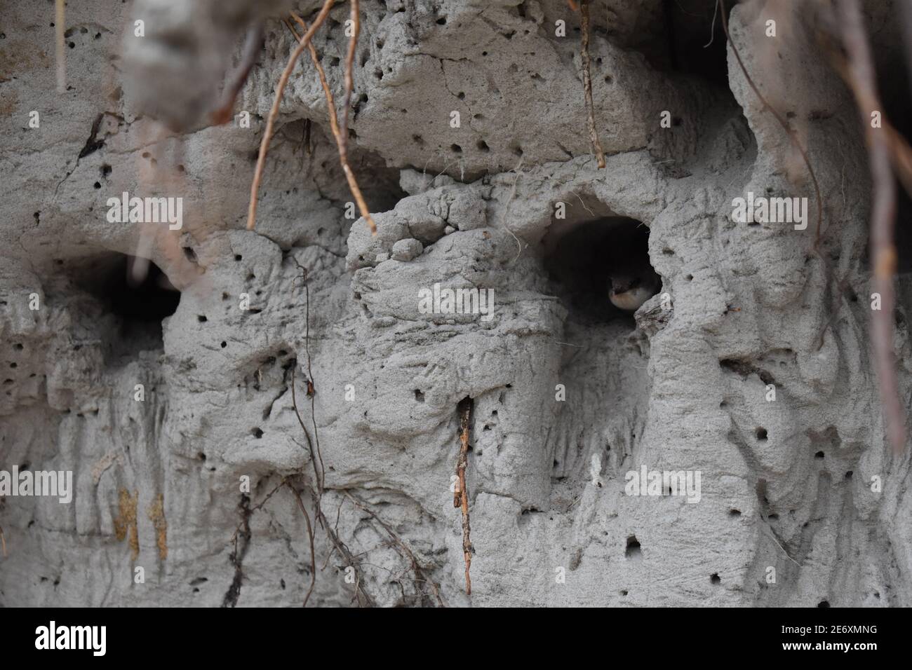 Vogelnest in der Sandwand Stockfoto