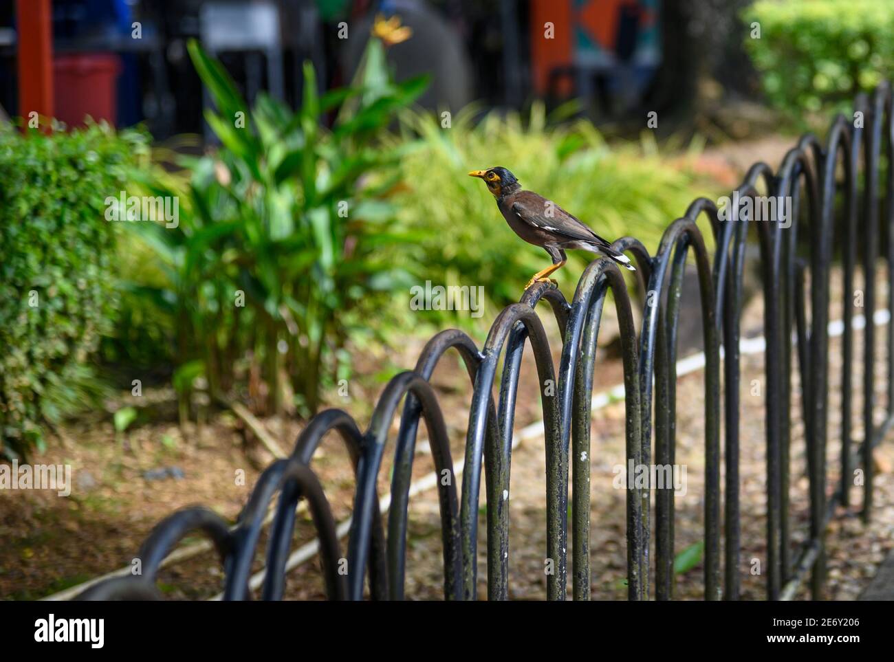 Myna Vogel sitzt auf einem Zaun Stockfoto