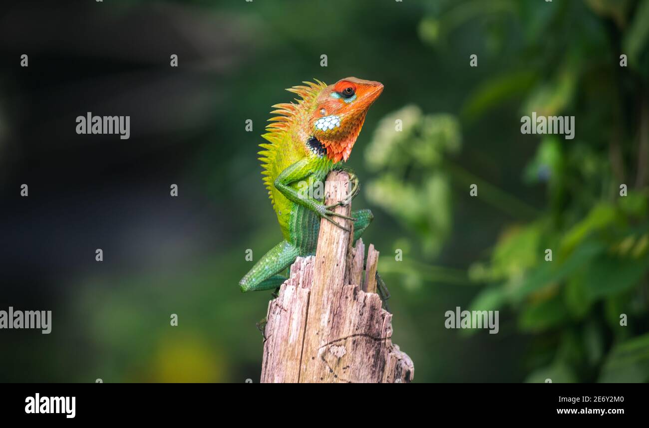 Schöne grüne Garten Eidechse klettern und sitzen auf einem hölzernen Stamm wie ein König des Dschungels, leuchtend orange-farbigen Kopf und scharf gelblich spi Stockfoto