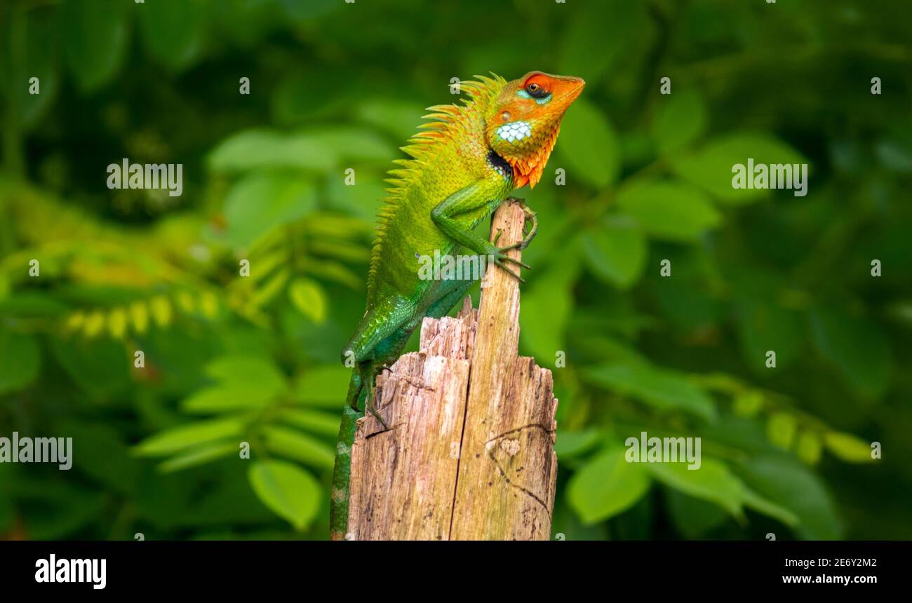 Schöne grüne Garten Eidechse klettern und sitzen auf dem hölzernen Stamm wie ein König des Dschungels, leuchtend orange-farbigen Kopf und scharfe gelbliche s Stockfoto