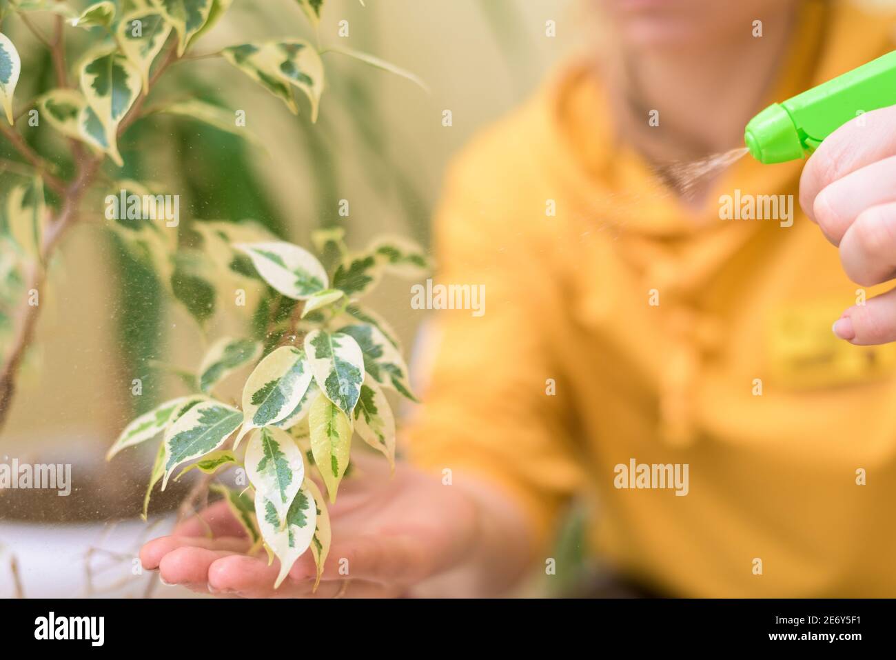 Hauspflege für Zimmerpflanzen, sprühen Hausblumen mit einer Spritzpistole. Eine Frau in einem gelben Pullover wäscht und pflegt Pflanzen. Stockfoto