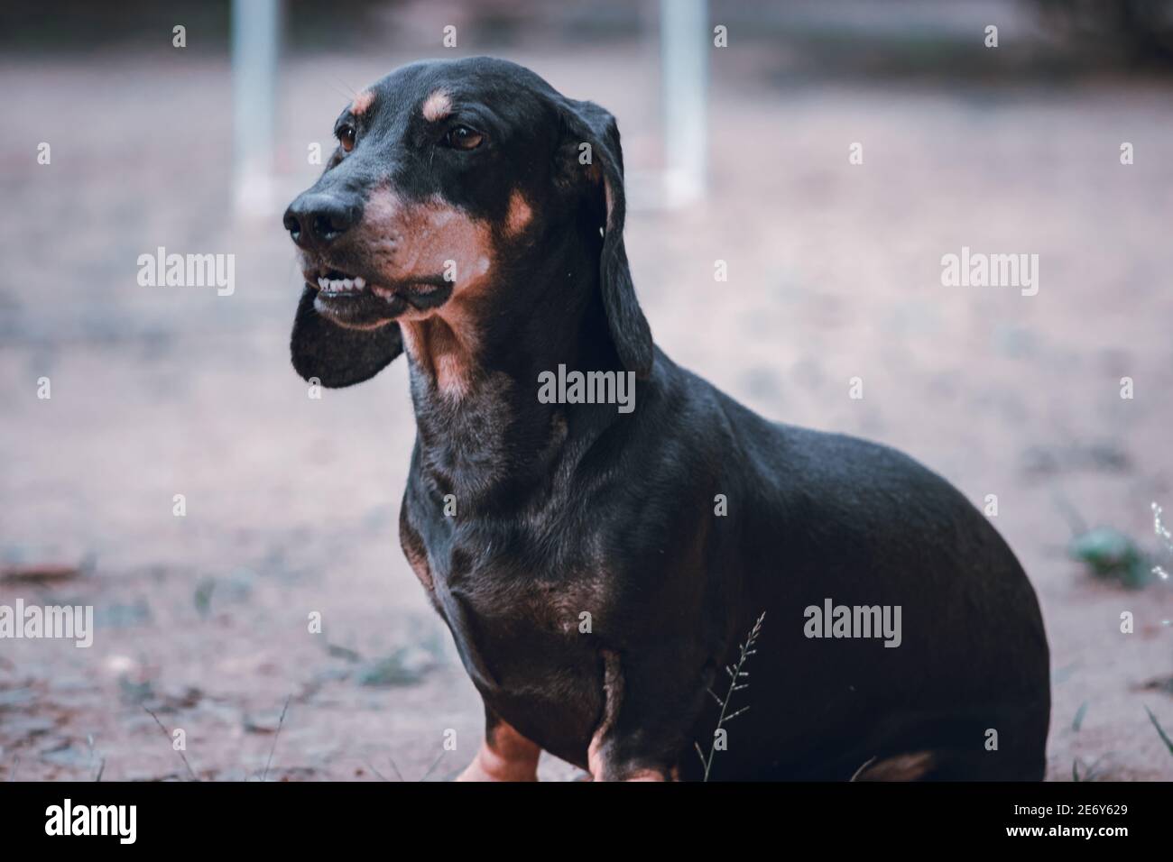 Wütend aussehende reifen männlichen Dachs Hund sitzen und bellend, isoliert Hund Foto auf dem sandigen Boden. Diese langbeinigen kurzbeinigen häuslichen Gehorsam Stockfoto