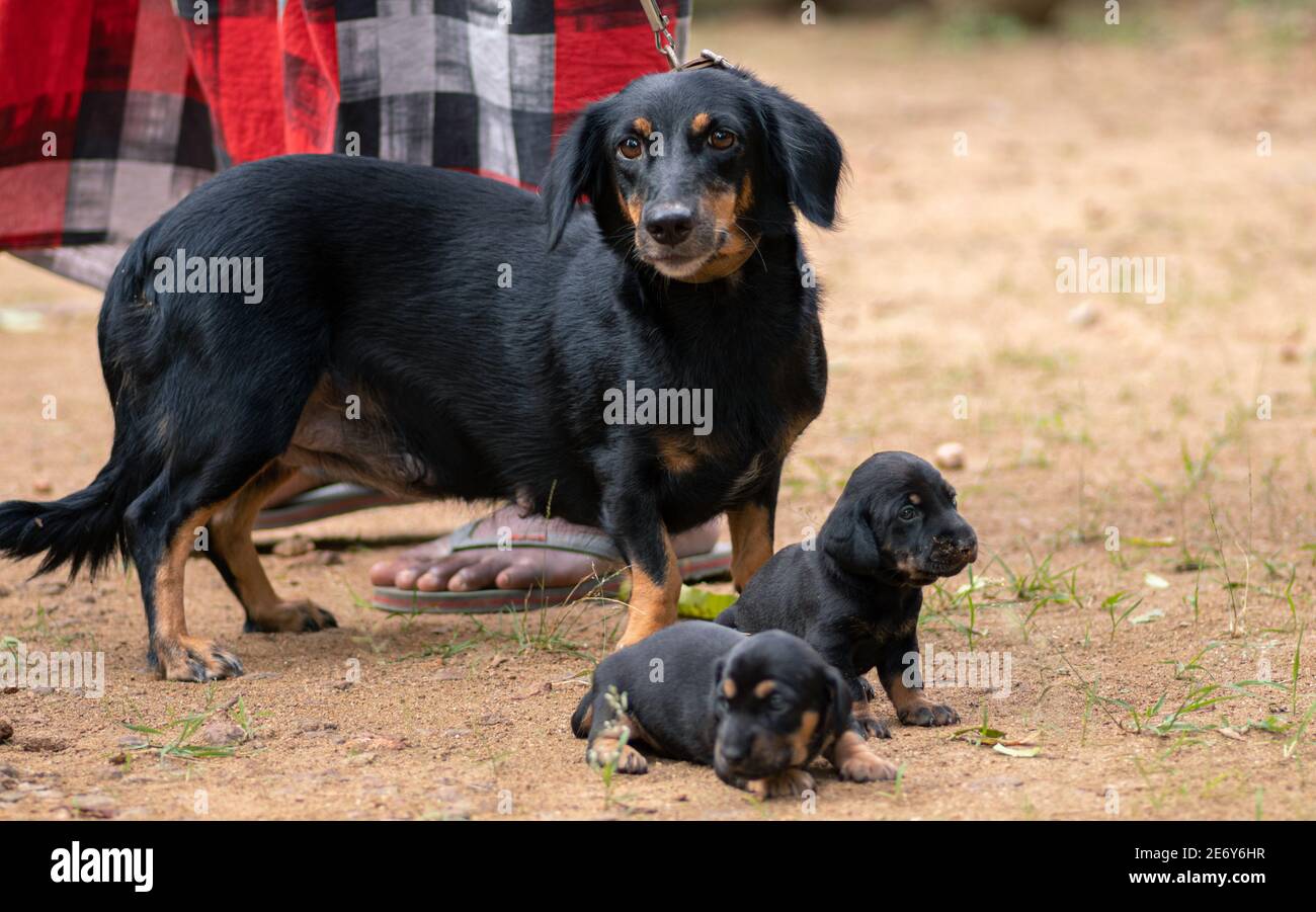 Dachshund Dog Familienfoto, unschuldige Mutter und ihre beiden entzückenden Baby Welpen Blick auf den Kameramann, Meister in der Nähe stehen sie halten Stockfoto