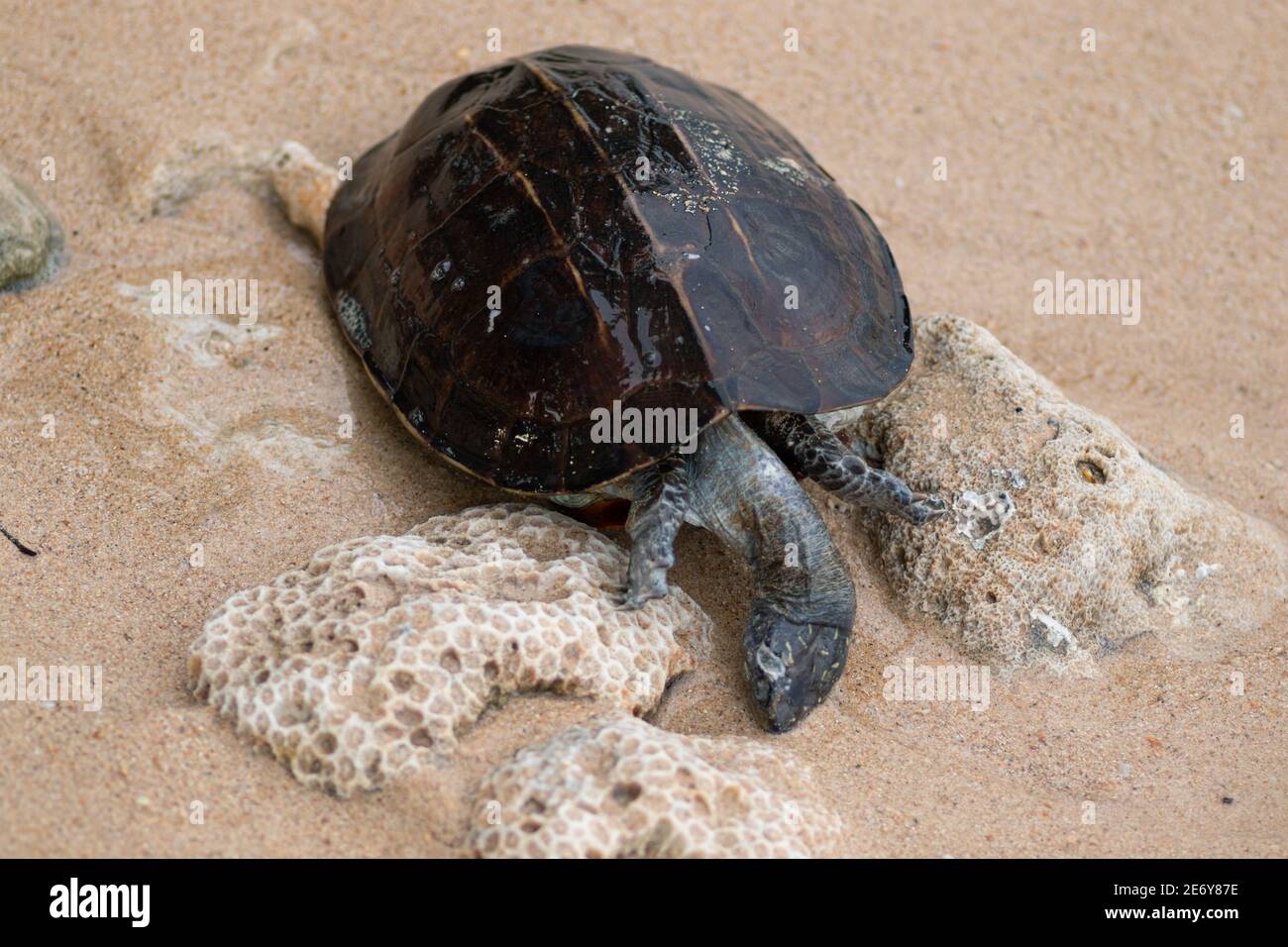 Tot geschälte Schildkröte Leiche in einem Strand auf den Kopf nach unten gewaschen, Land Schildkröte ertrank im Meerwasser und endete tot. Stockfoto