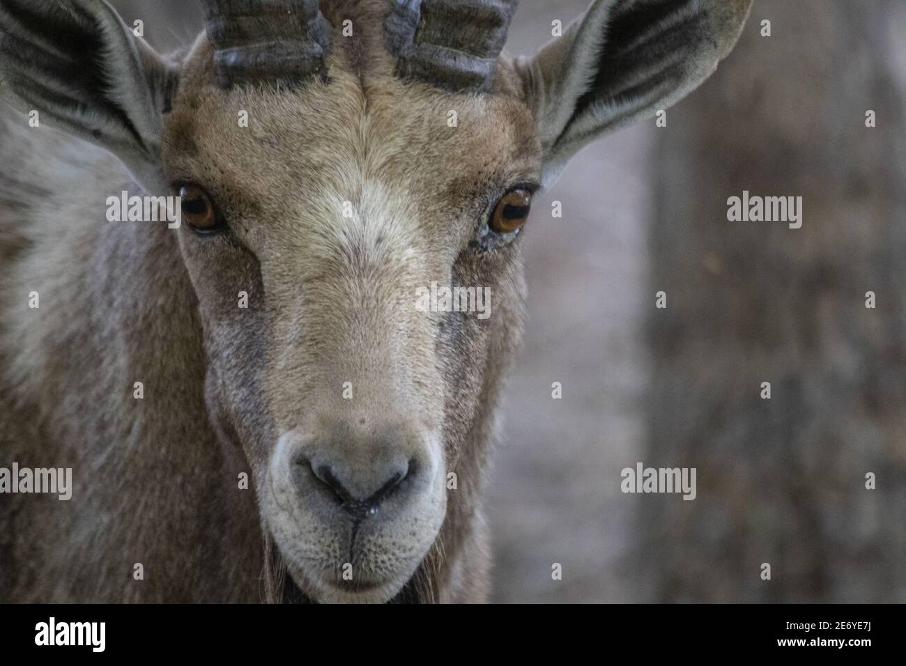 Der Nubische Steinbock (Capra nubiana) ist eine in der Wüste lebende Ziegenart, die in Berggebieten Nord- und Nordostafrikas sowie im Nahen Osten vorkommt. Stockfoto