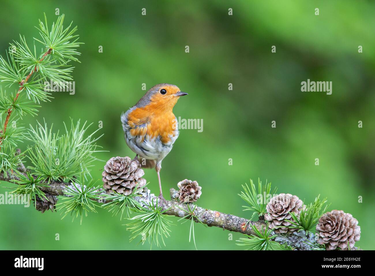 Robin [ Erithacus rubecula ] auf Lärchenzweig mit Zapfen Stockfoto