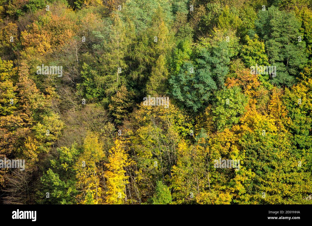 DEUTSCHLAND, Wald, Mischwald, Baumkronen im Herbst Stockfoto