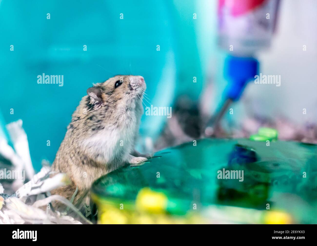 Ein Haustier Hamster mit einem wulstigen Wangenbeutel in einem Käfig Stockfoto
