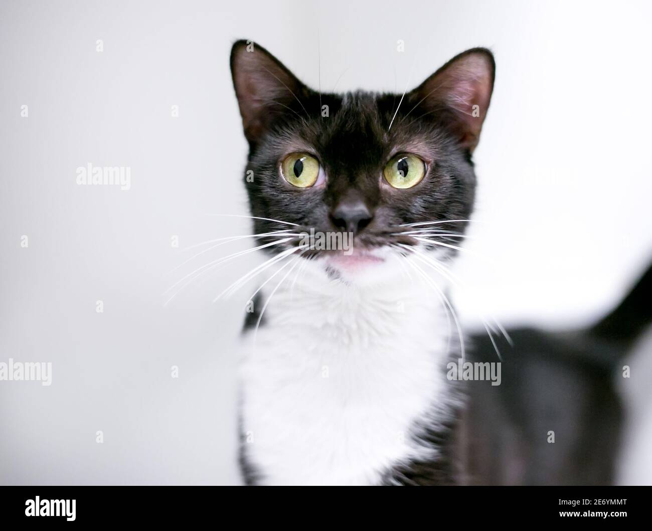 Eine schwarz-weiße Kurzhaarkatze, die zur Seite schaut Mit einem lustigen Ausdruck Stockfoto