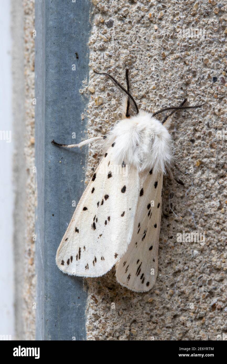 Nahaufnahme eines weißen Hermelin Motte (Spilosoma lubricipeda) Stockfoto