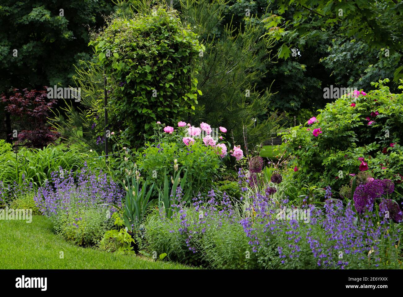 Leuchtend rote Rosehips auf einem duftenden, fruchtbaren Strauch-Rosebush Stockfoto