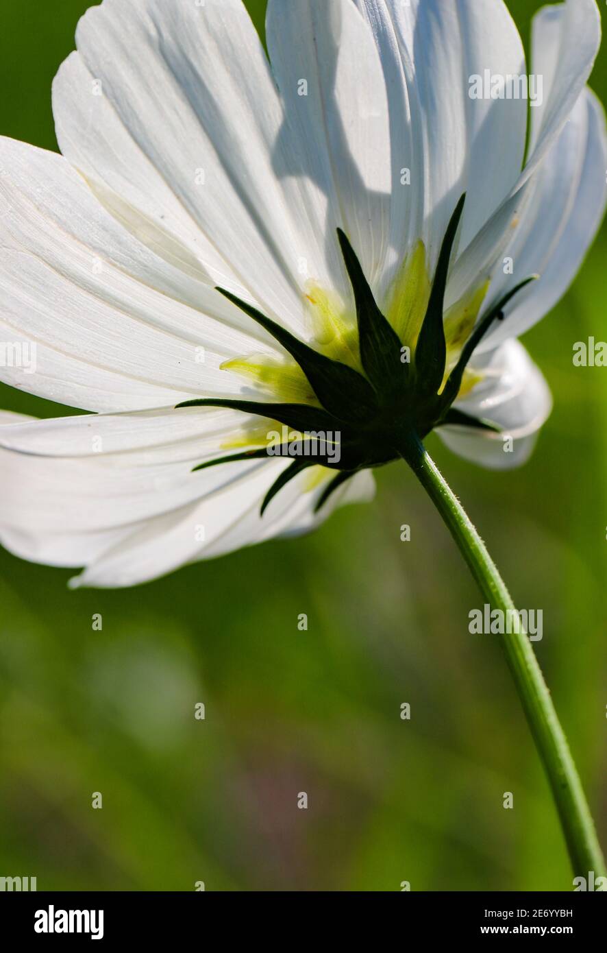Makro eines einzigen weißen Kosmos auf einem Frühlingsgrün Hintergrund Stockfoto
