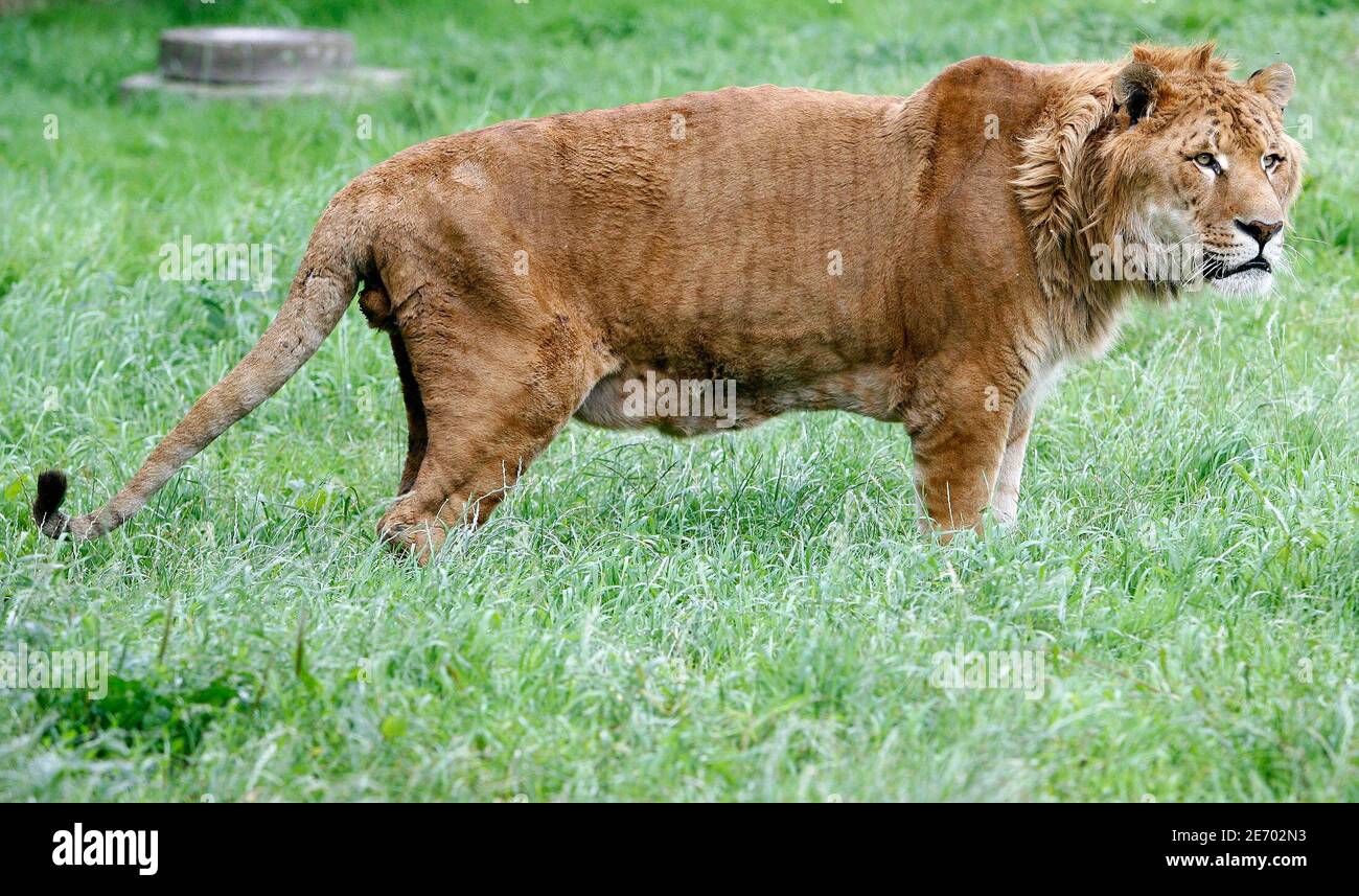Liger männchen -Fotos und -Bildmaterial in hoher Auflösung – Alamy
