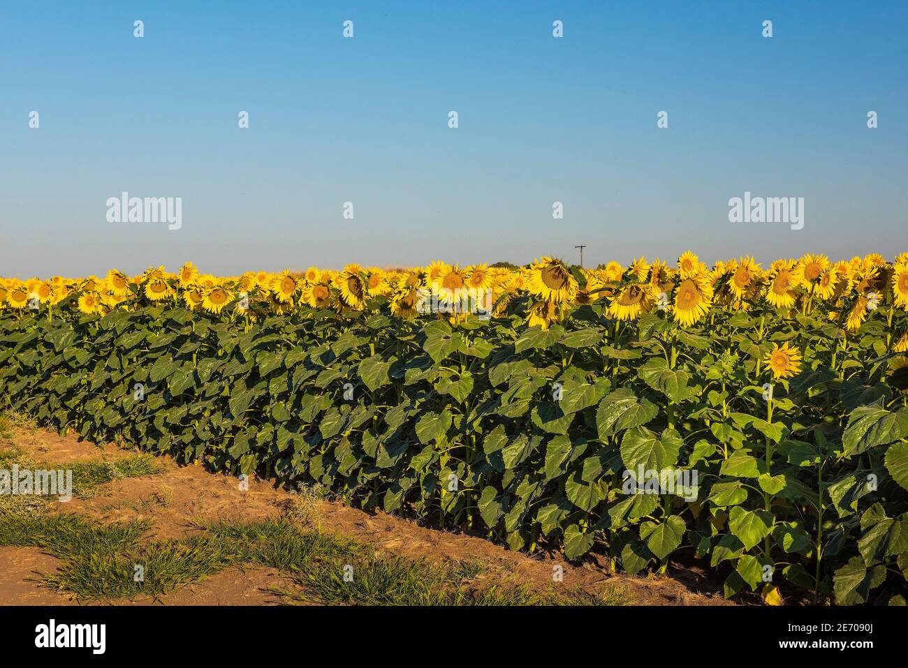 Sonnenblumenfeld in Pampas Landscape, Provinz La Pampa, Patagonien, Argentinien. Stockfoto