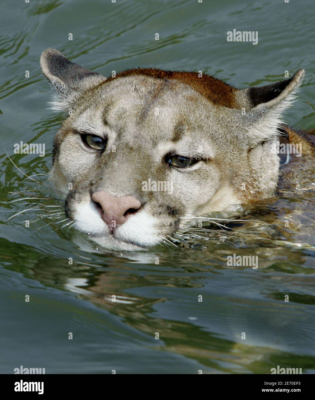 Ein Puma namens Zonko schwimmt im Fluss Chimoré in der Nähe von Machia Park  in Villa Tunari im bolivianischen Amazonas-Dschungel, 520 km (323 Meilen)  südöstlich von La Paz, 17. August 2005. Der