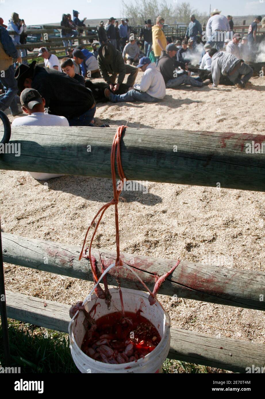 Ein blutigen Eimer mit Kalb Hoden hängt an einem Zaun als Hogan Familie Kälber im Hintergrund in