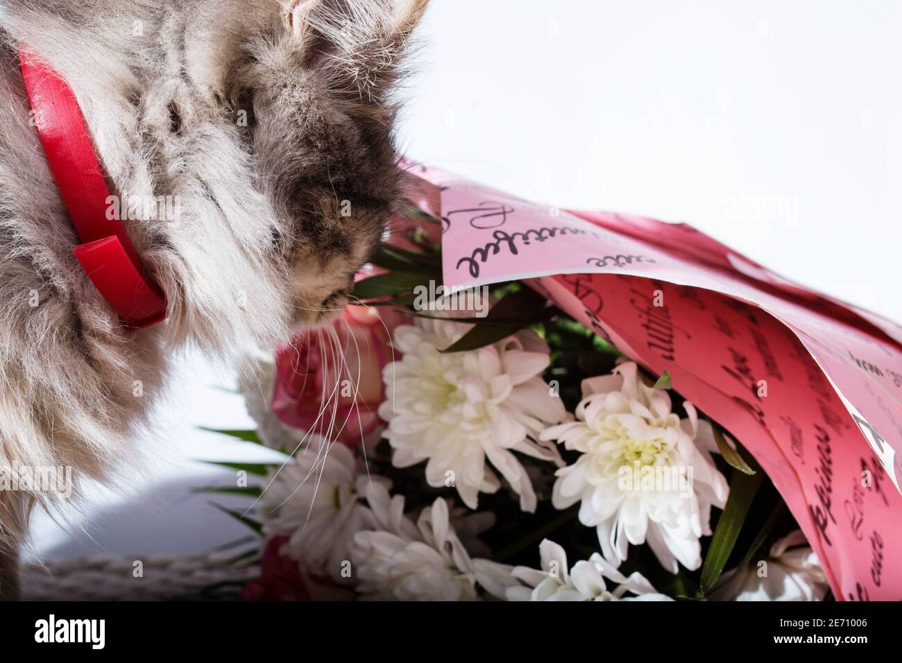 Die Katze schnuppert einen Blumenstrauß auf weißem Hintergrund. Stockfoto