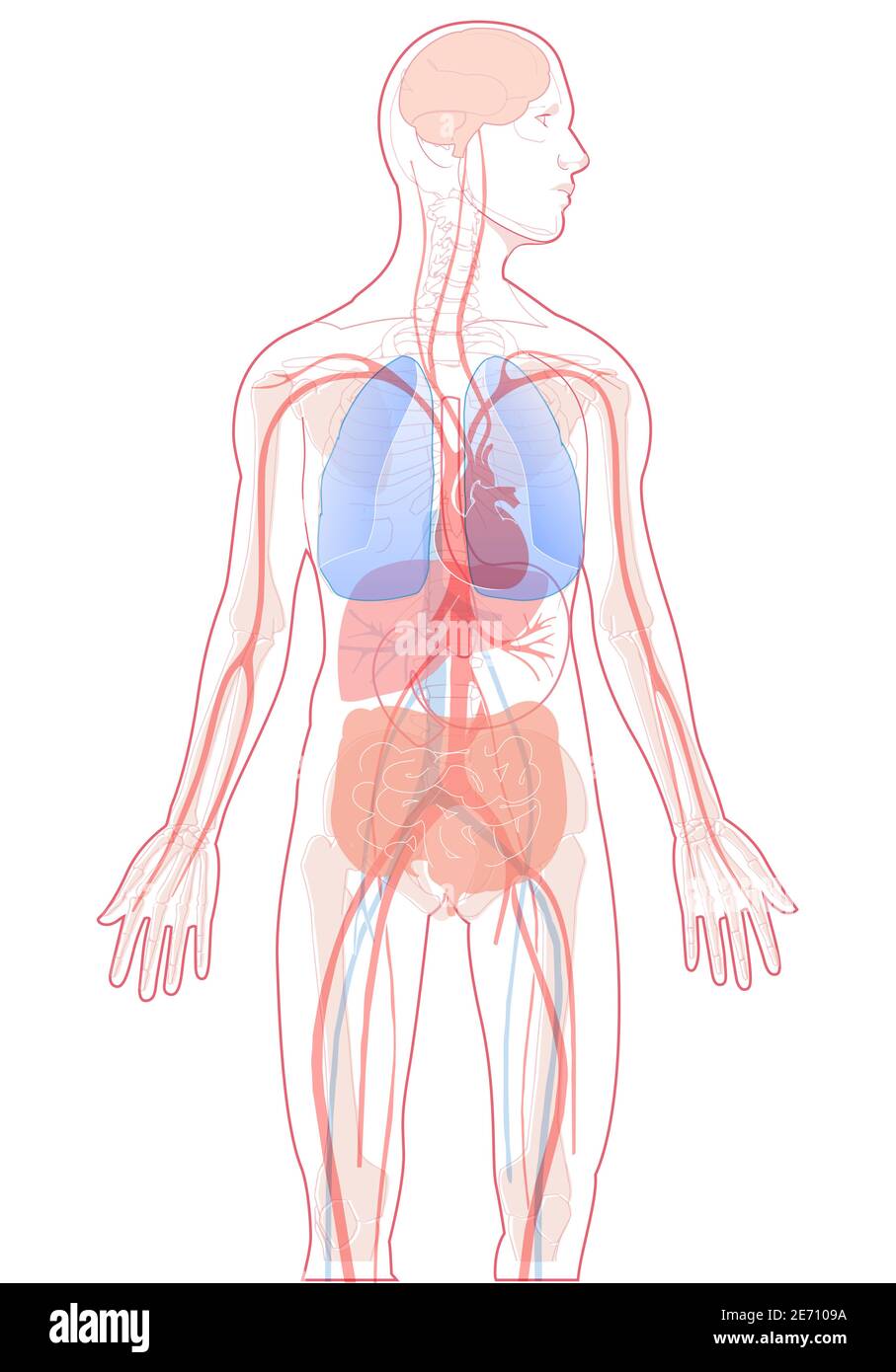 Vektordarstellung innere Organe menschliche Anatomie Vektor auf weißem Hintergrund, menschliche innere Anatomie. Stock Vektor