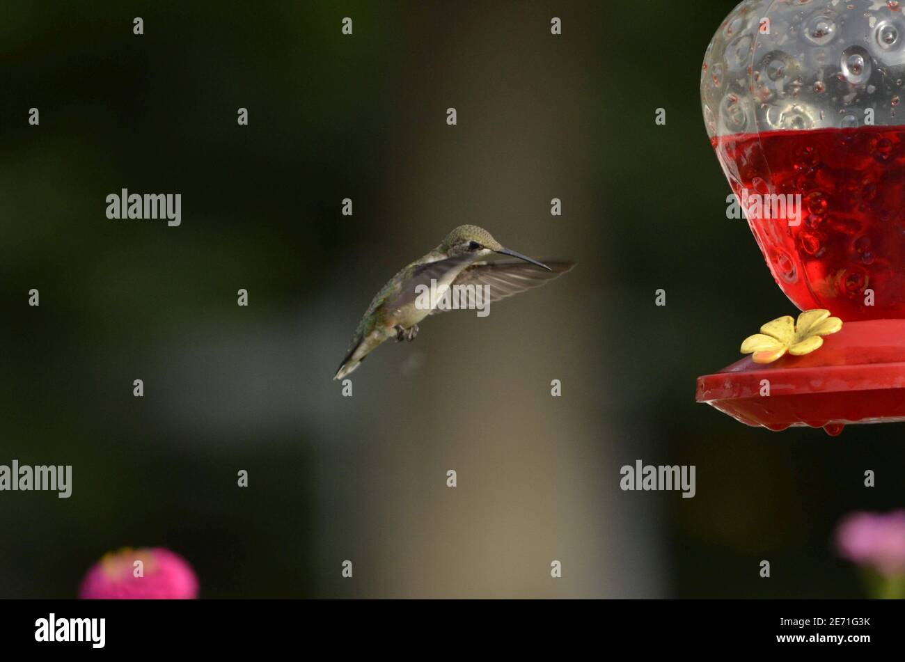 Kolibri schwebt an einem Futterhaus Stockfoto