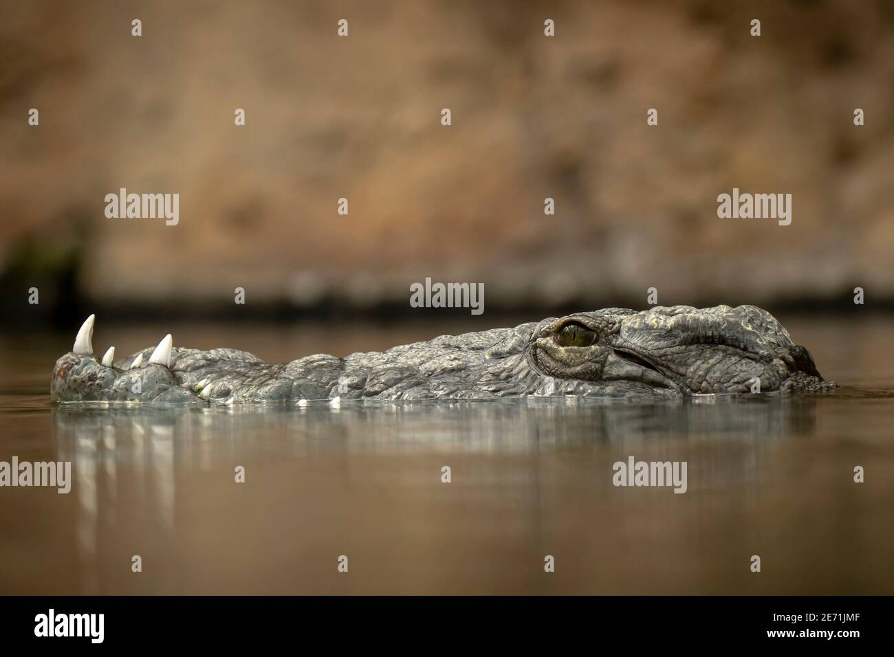 Nilkrokodil Crocodylus niloticus im Hinterhalt liegend Stockfoto