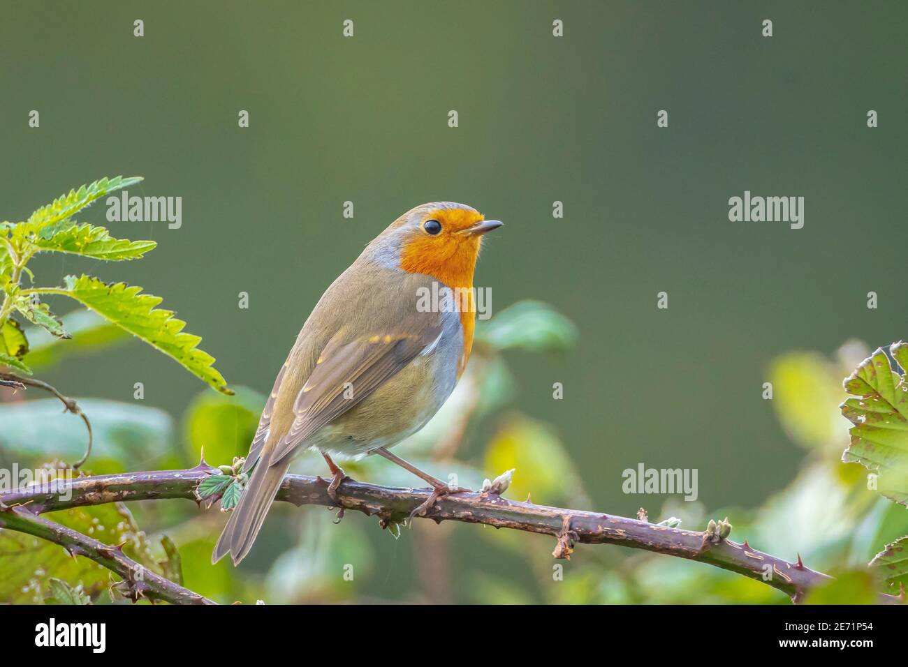 Nahaufnahme eines europäischen Rotkehlchen Erithacus rubecula, der in einer singt Grüner Wald Stockfoto