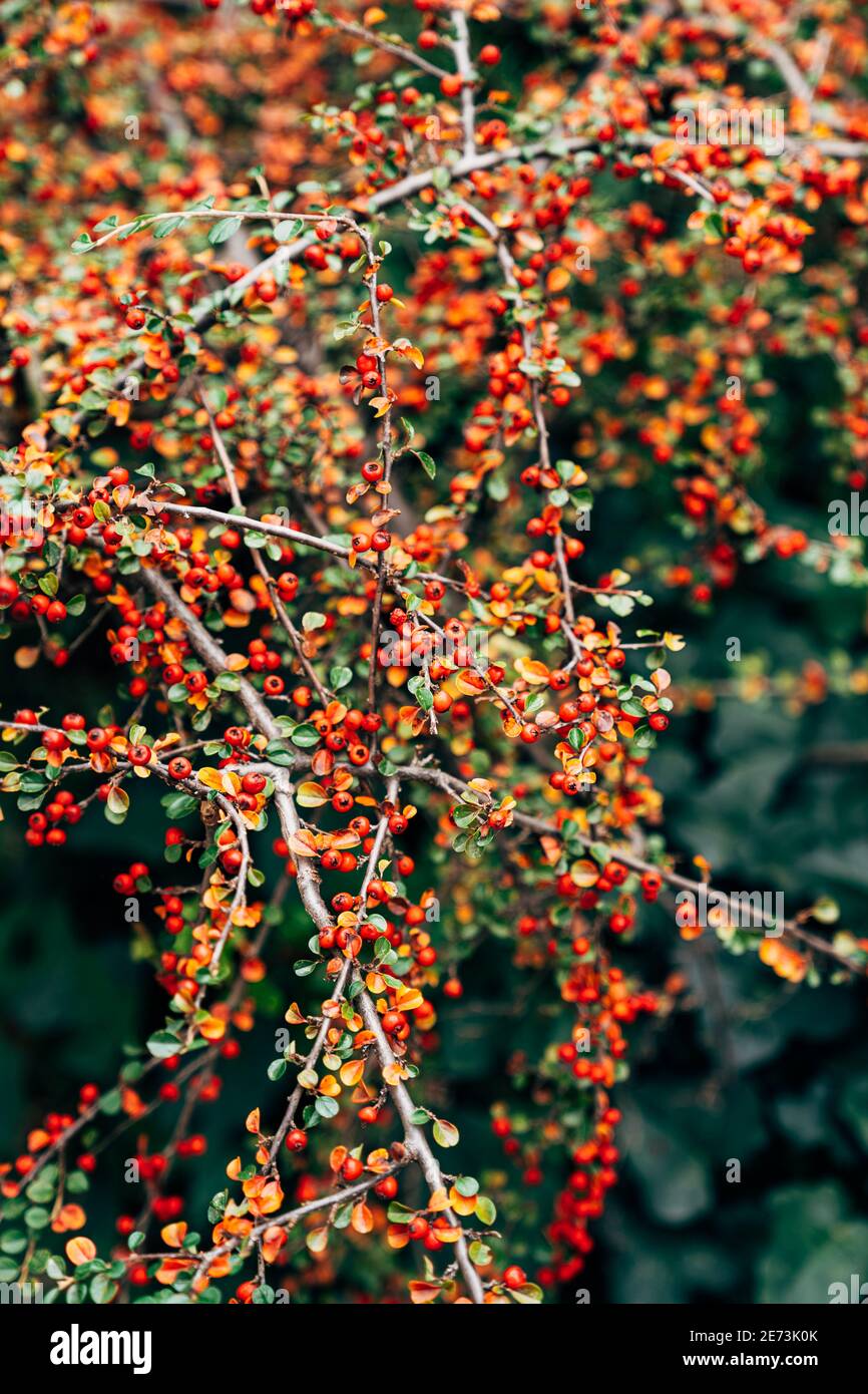 Cotoneaster Busch mit roten reifen Beeren an den Zweigen. Stockfoto