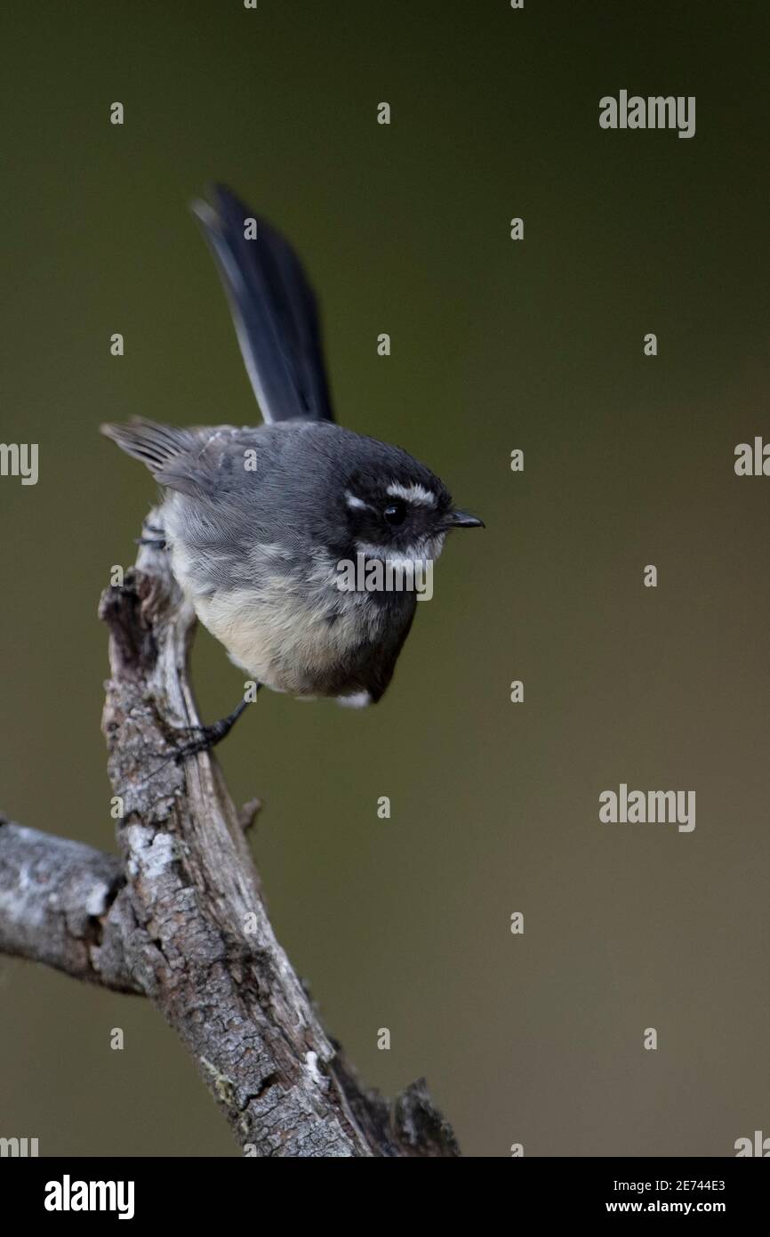 Graue Fantail rhipidura fuliginosa steht auf dem Ast und bereitet sich auf den Flug vor Wir freuen uns auf tasmanien australien Stockfoto