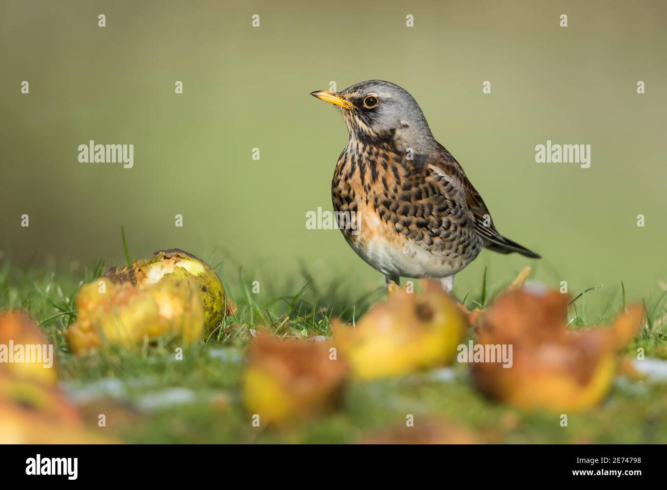 Feldfare mit Windfall-Äpfeln Stockfoto