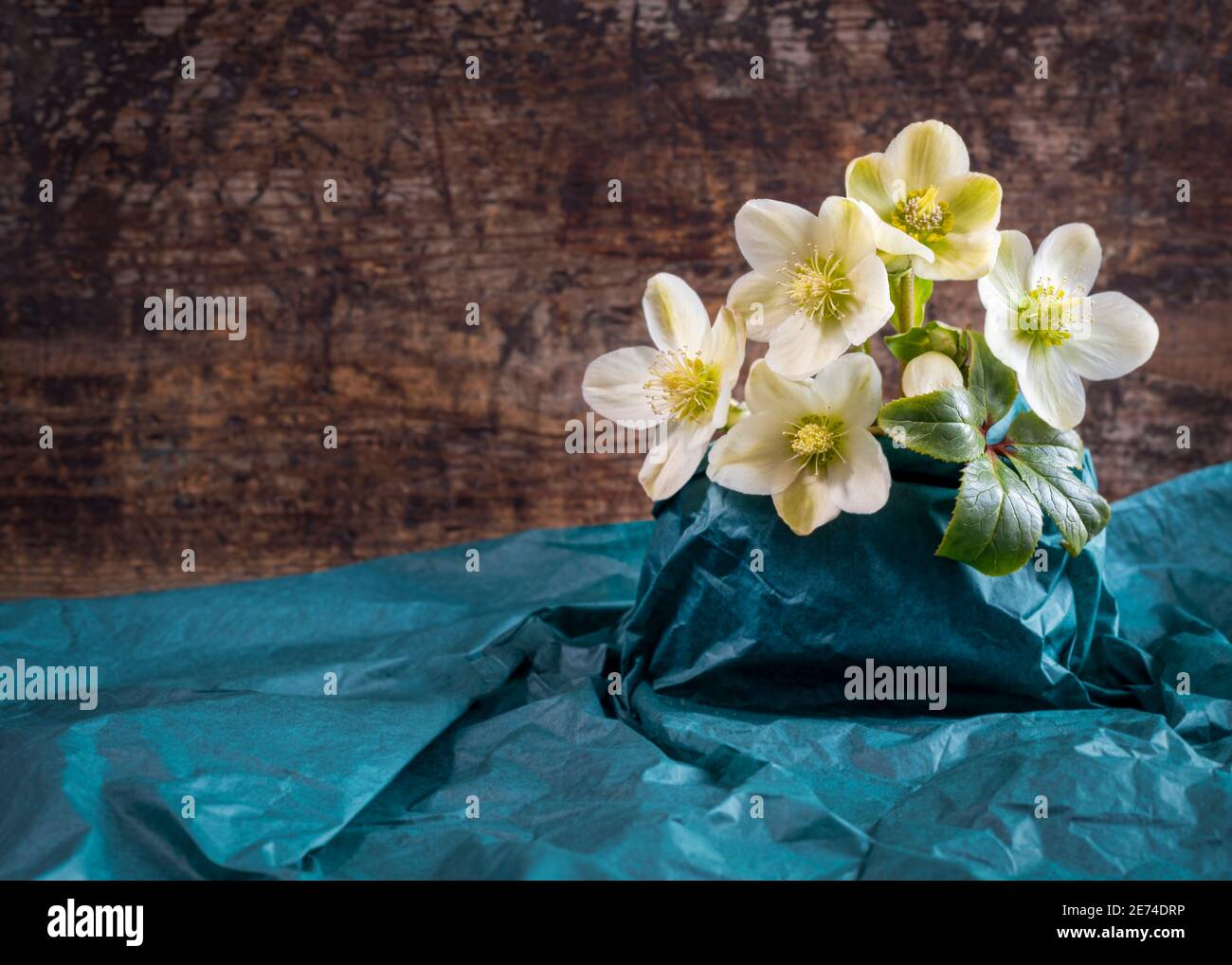 Weiße Hellebore der Winter stieg in einer Gruppe, Blumen im Bündel, Schuss für den Kopierraum, Text Overlay Holz Hintergrund Stockfoto
