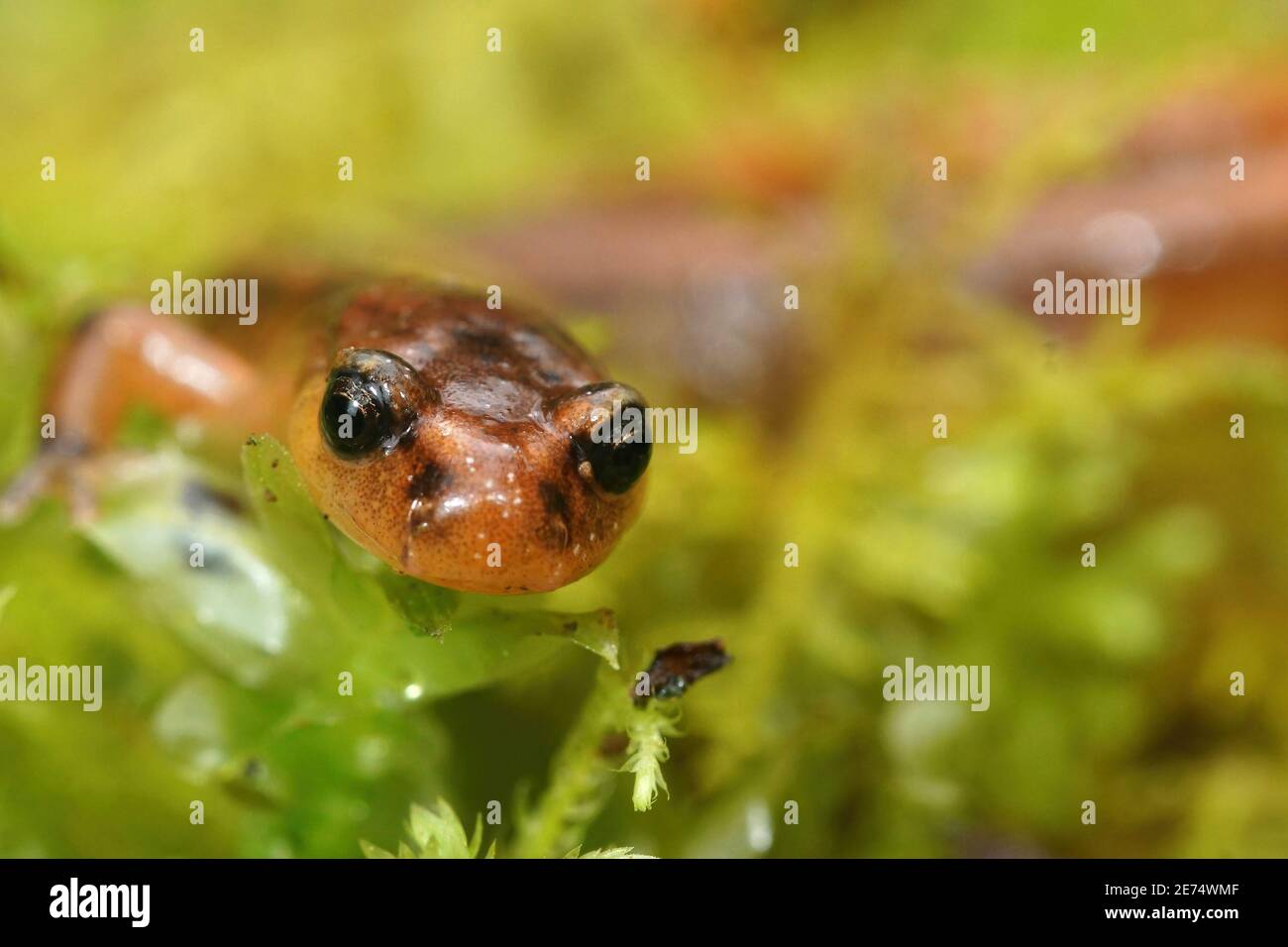 Frontale Nahaufnahme eines Van Dyk-Salamanders, Plethodon vandykei Stockfoto