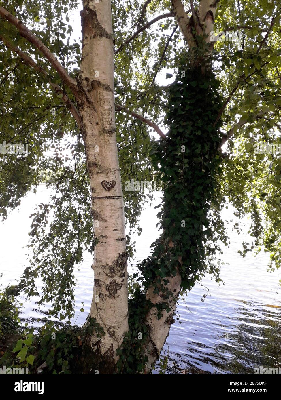 Herz in die Rinde eines Baumes geschnitzt. Liebe geschnitzt auf einem Baum. Stockfoto