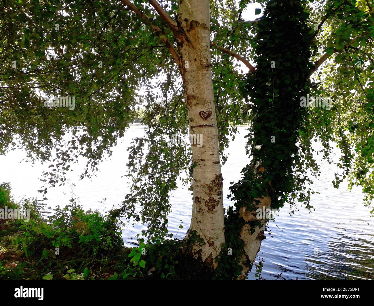 Herz in die Rinde eines Baumes geschnitzt. Liebe geschnitzt auf einem Baum. Stockfoto