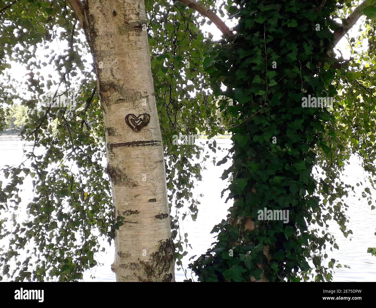 Herz in die Rinde eines Baumes geschnitzt. Liebe geschnitzt auf einem Baum. Stockfoto