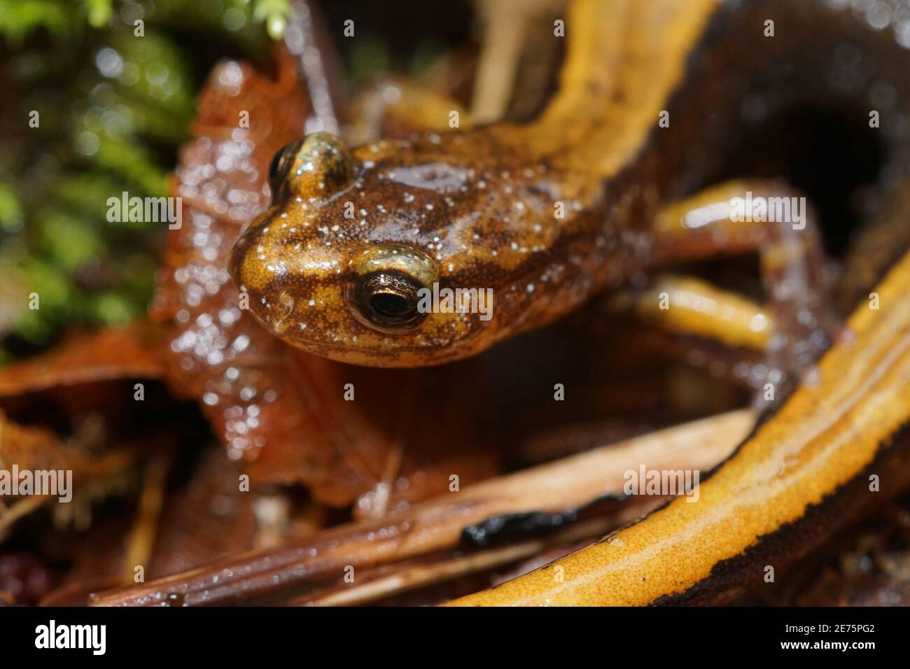 Detaillierte Kopfaufnahme eines gelben Plethodon-Fahrzeugs, Western-rfeedback-Salamander Stockfoto