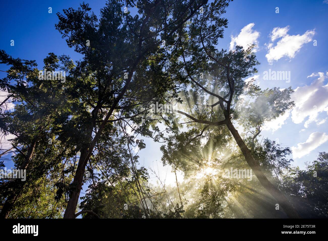 Die Sonne scheint durch die Bäume im Dunst. Stockfoto Die Sonne scheint durch die Bäume im Dunst. Stockfoto