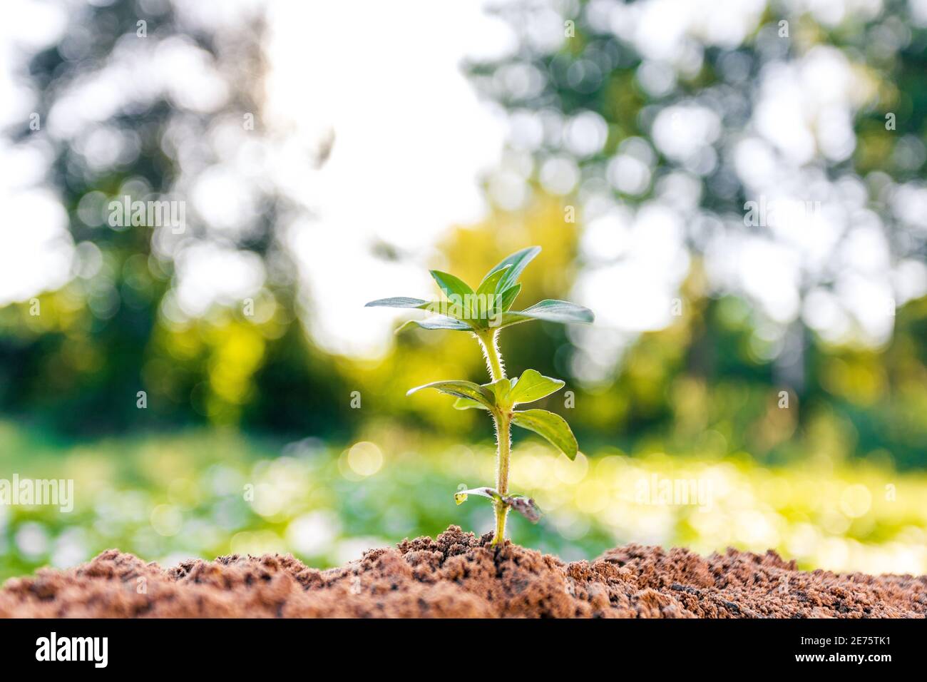 Morgensonne schönes Baumwachstum in der Natur, Konzept des wachsenden Geschäfts und der Erhaltung der Natur Stockfoto